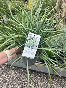 Blåaks 'Overdam Blue'®